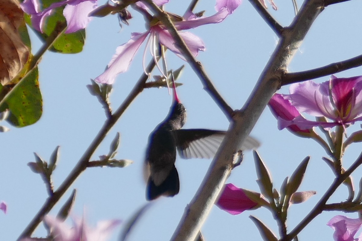 Broad-billed Hummingbird - Marlene De La Cruz-Guzman