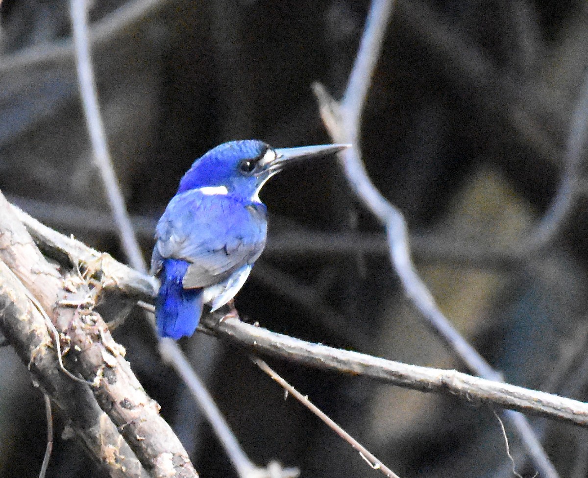 Little Kingfisher - ML154599391