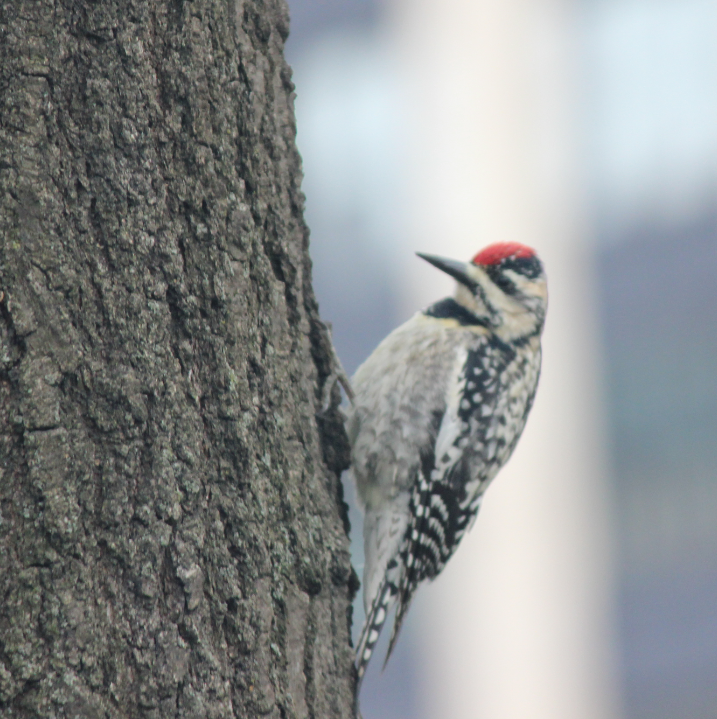 Yellow-bellied Sapsucker - ML154599411