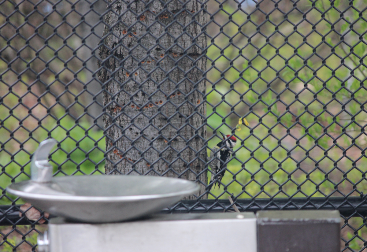 Yellow-bellied Sapsucker - ML154599441