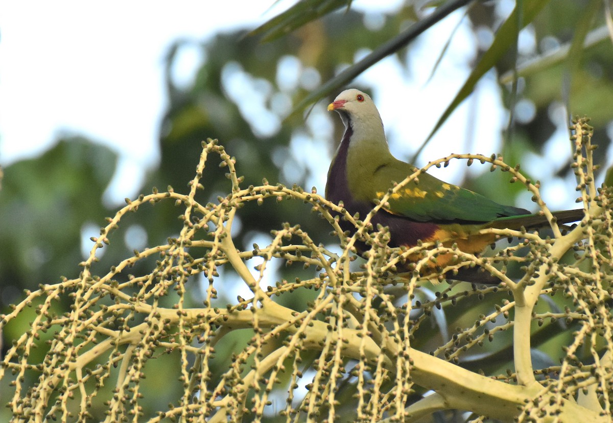 Wompoo Fruit-Dove - ML154599551