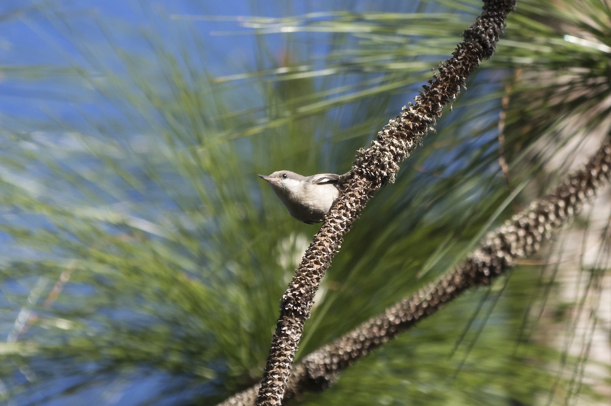 Brown-headed Nuthatch - ML154600671