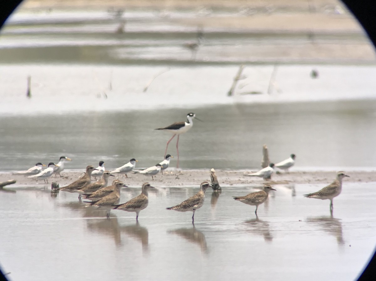 American Golden-Plover - ML154600881