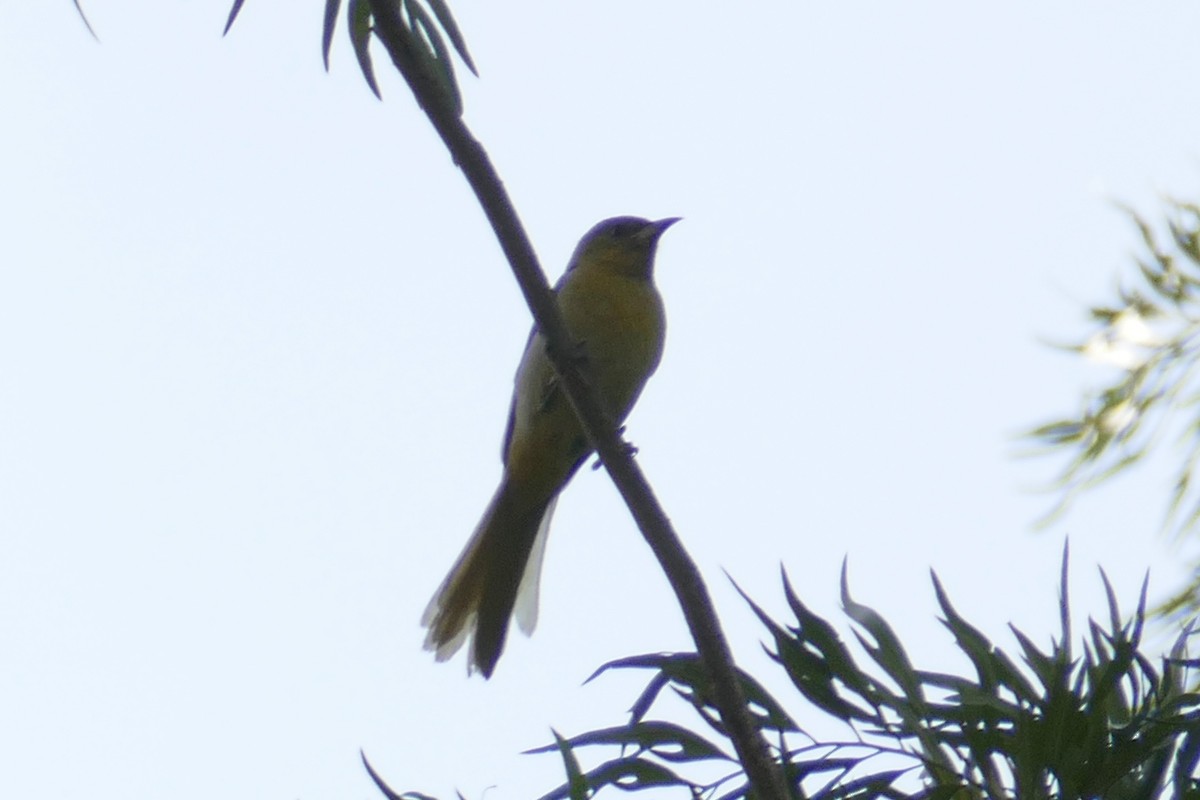 Hooded Oriole - ML154602021