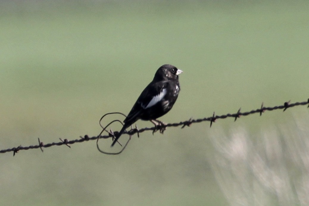 Prärieammer - ML154602461