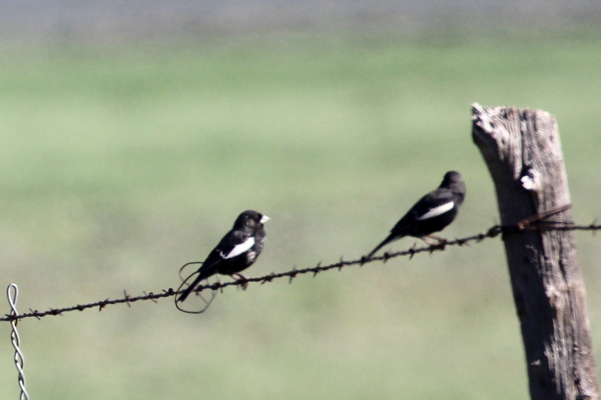 Prärieammer - ML154602471