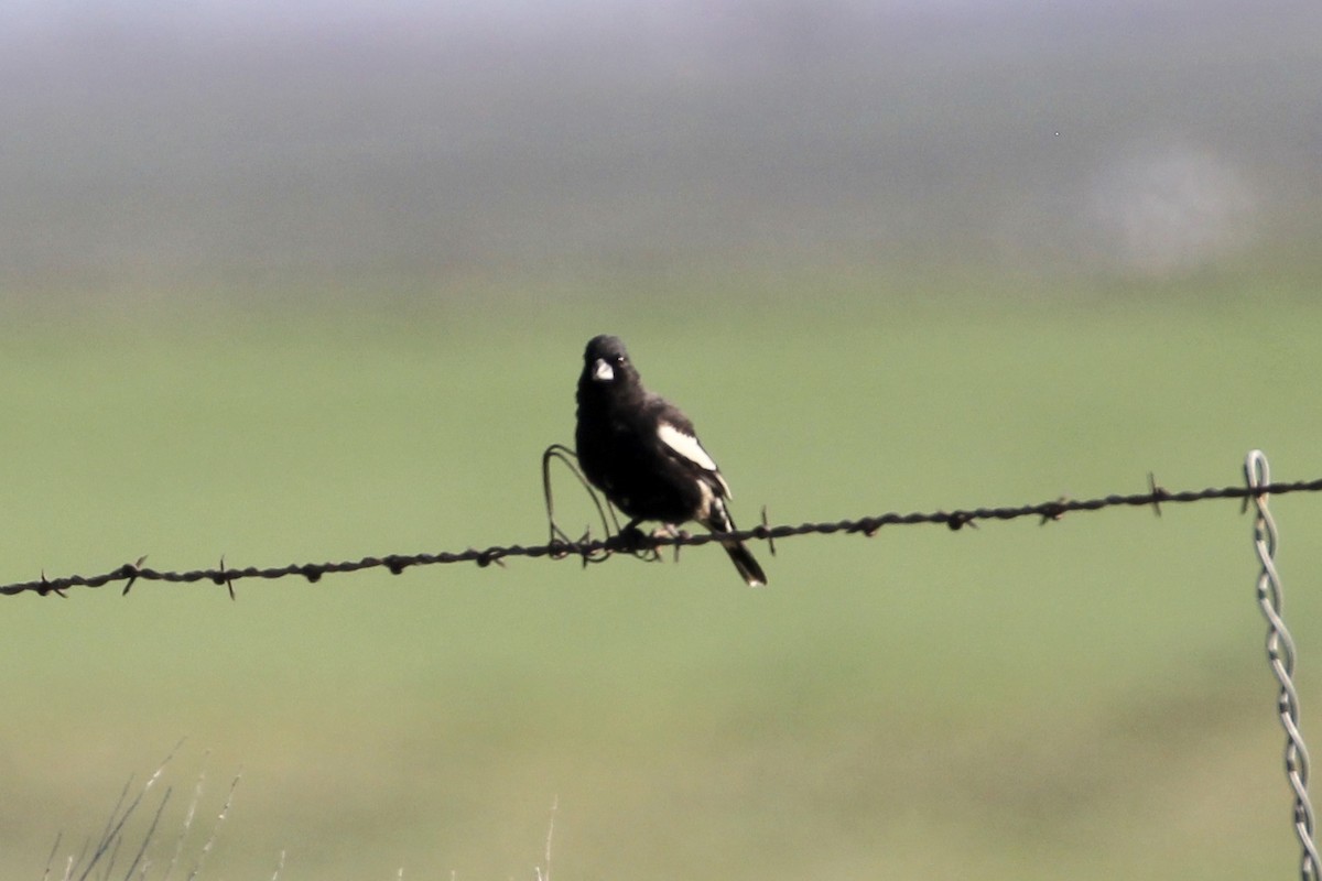 Prärieammer - ML154602481