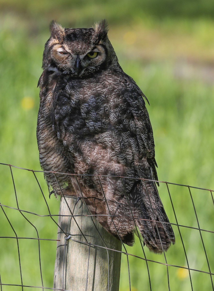 Great Horned Owl - Phil Green