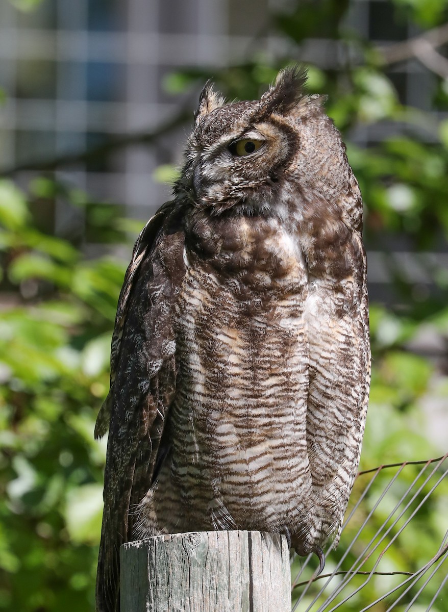 Great Horned Owl - Phil Green