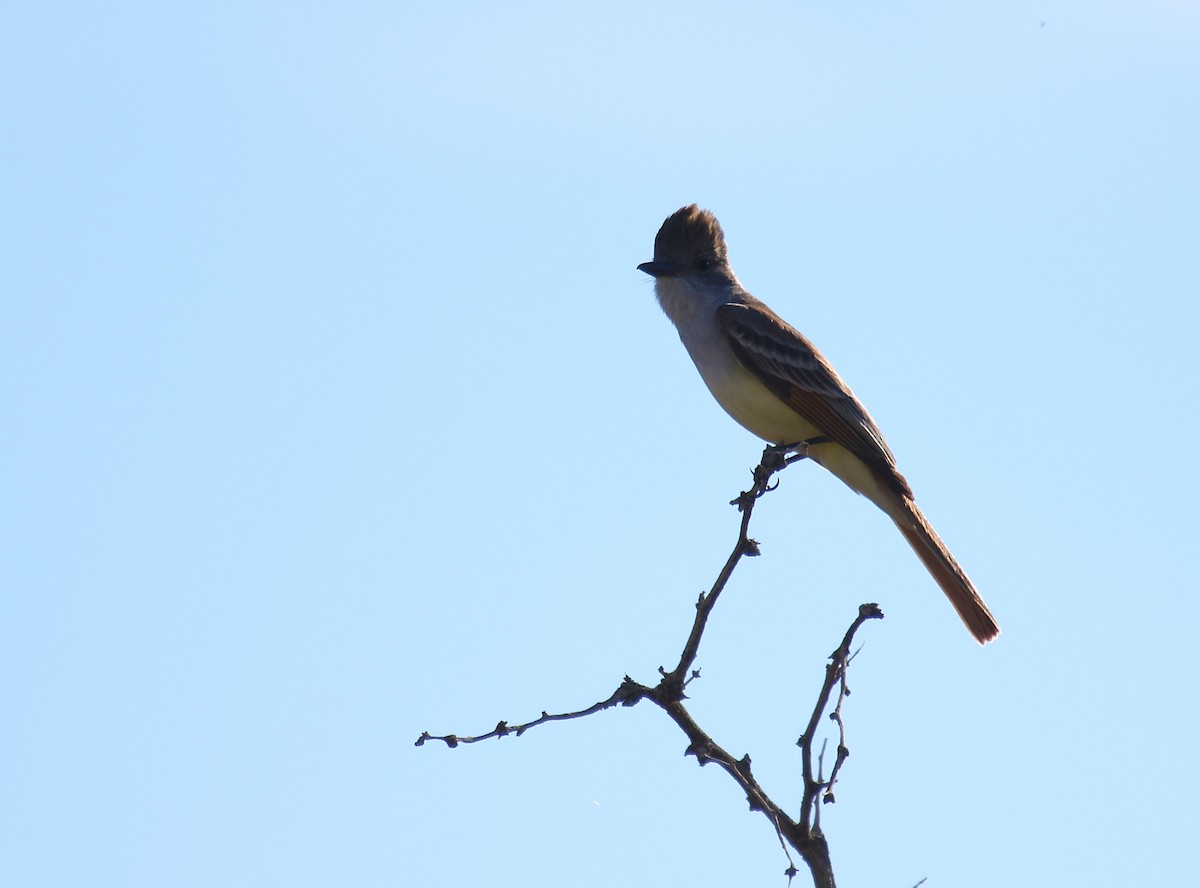 Ash-throated Flycatcher - ML154604091