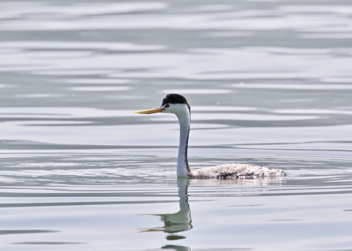 Clark's Grebe - Dave Bengston