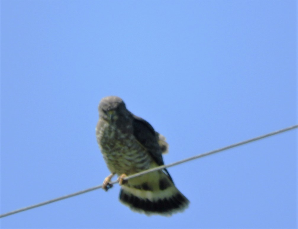 Broad-winged Hawk - Paul McKenzie