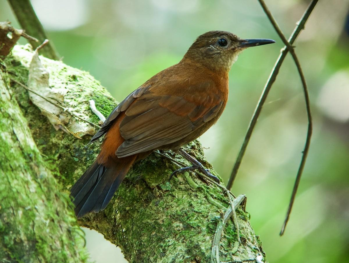 Rufous-breasted Leaftosser (Ceara) - Nick Athanas