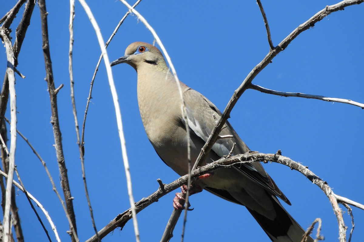 White-winged Dove - Susan Voelker