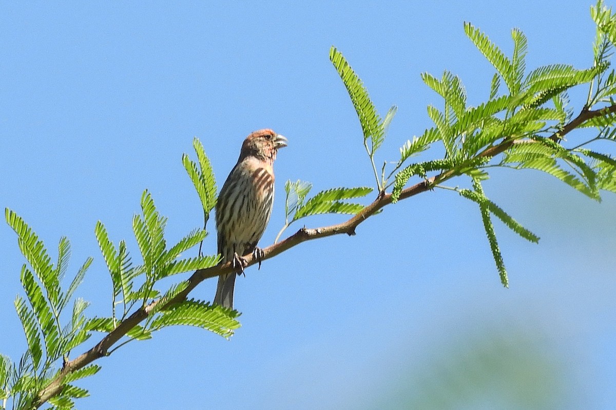 House Finch - ML154610761