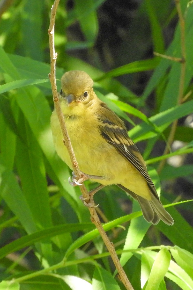 Lesser Goldfinch - Susan Voelker