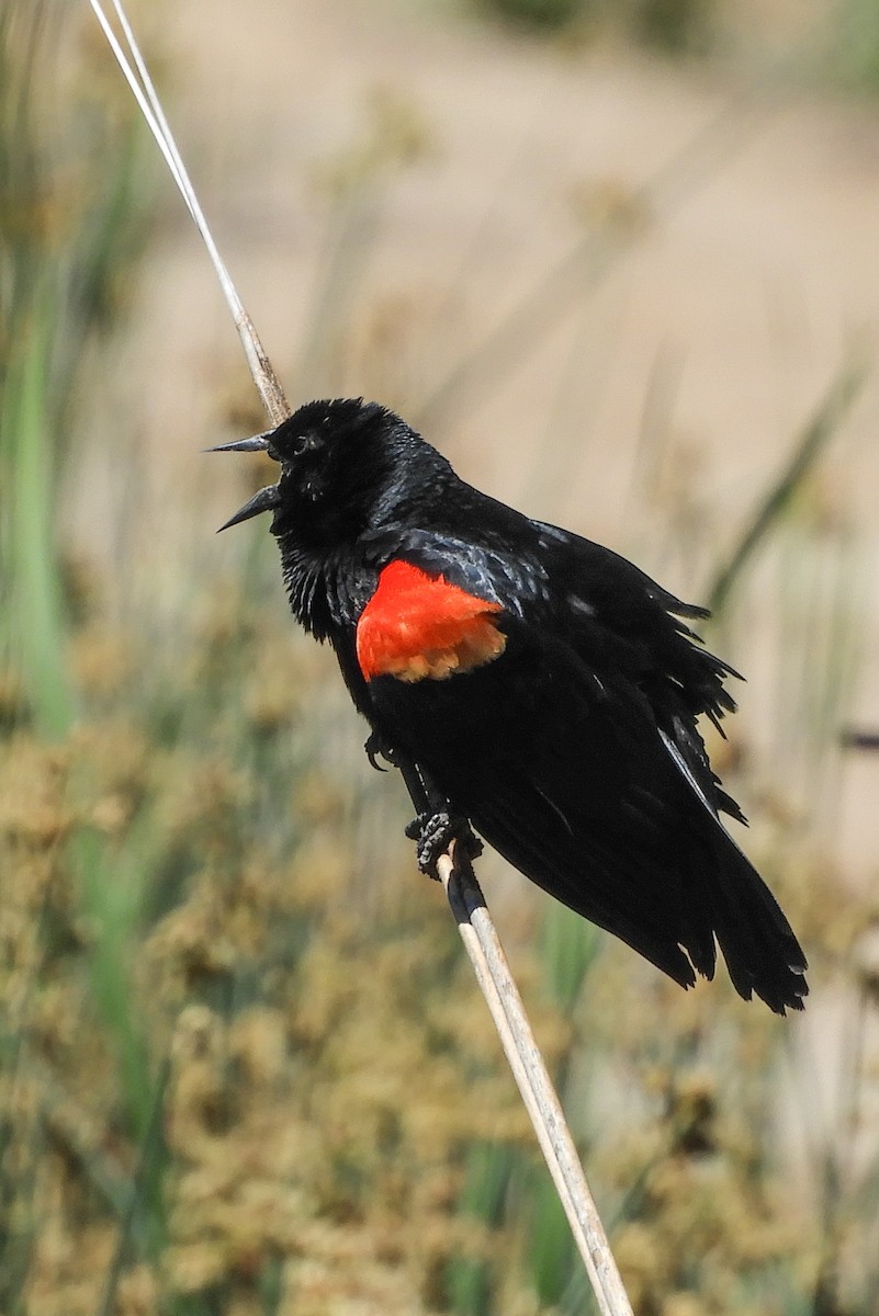 Red-winged Blackbird - Susan Voelker