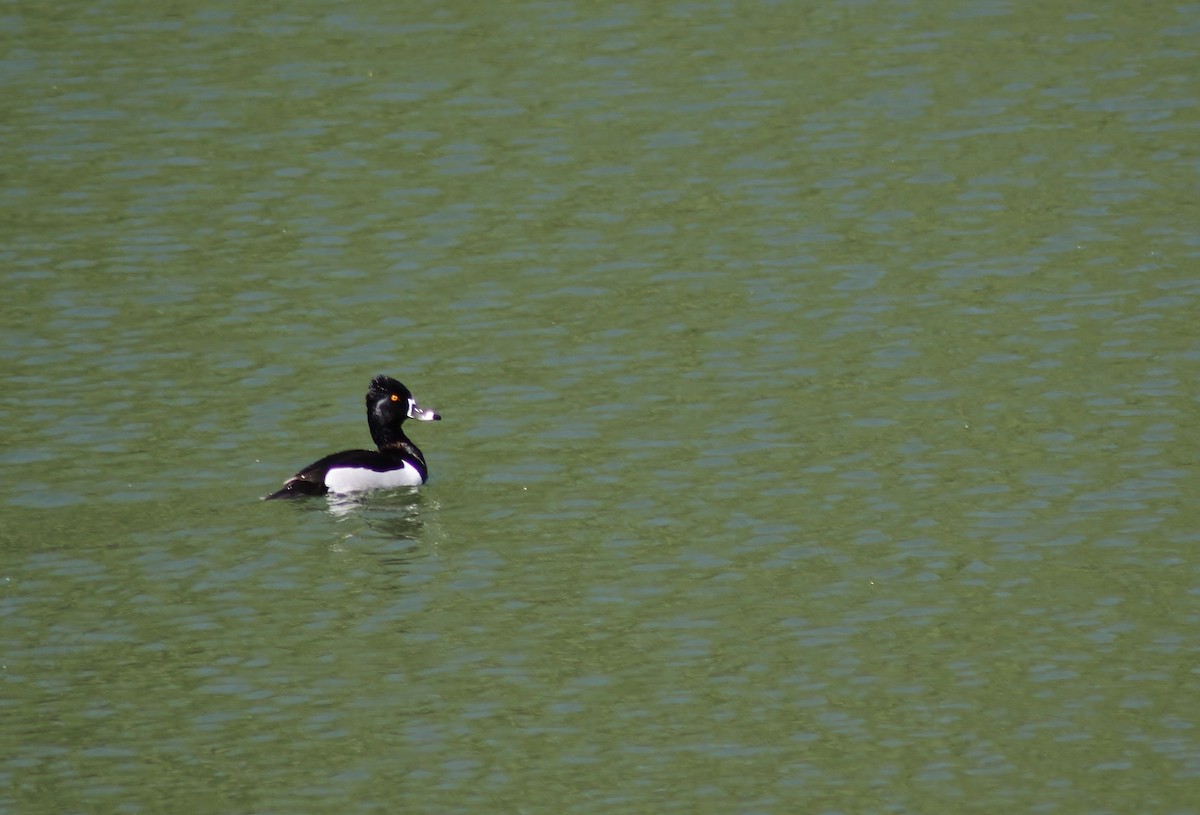 Ring-necked Duck - Jared Peck