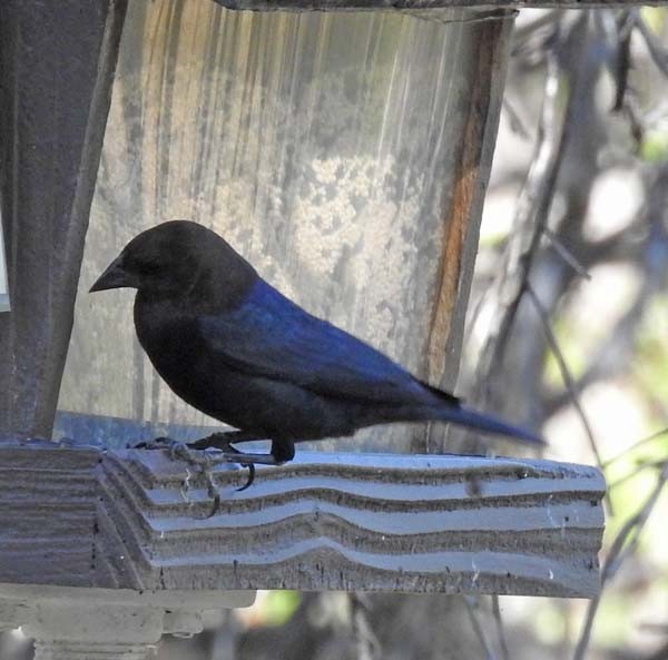 Brown-headed Cowbird - ML154612831