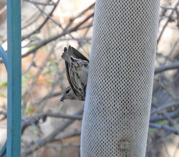 Pine Siskin - ML154612961