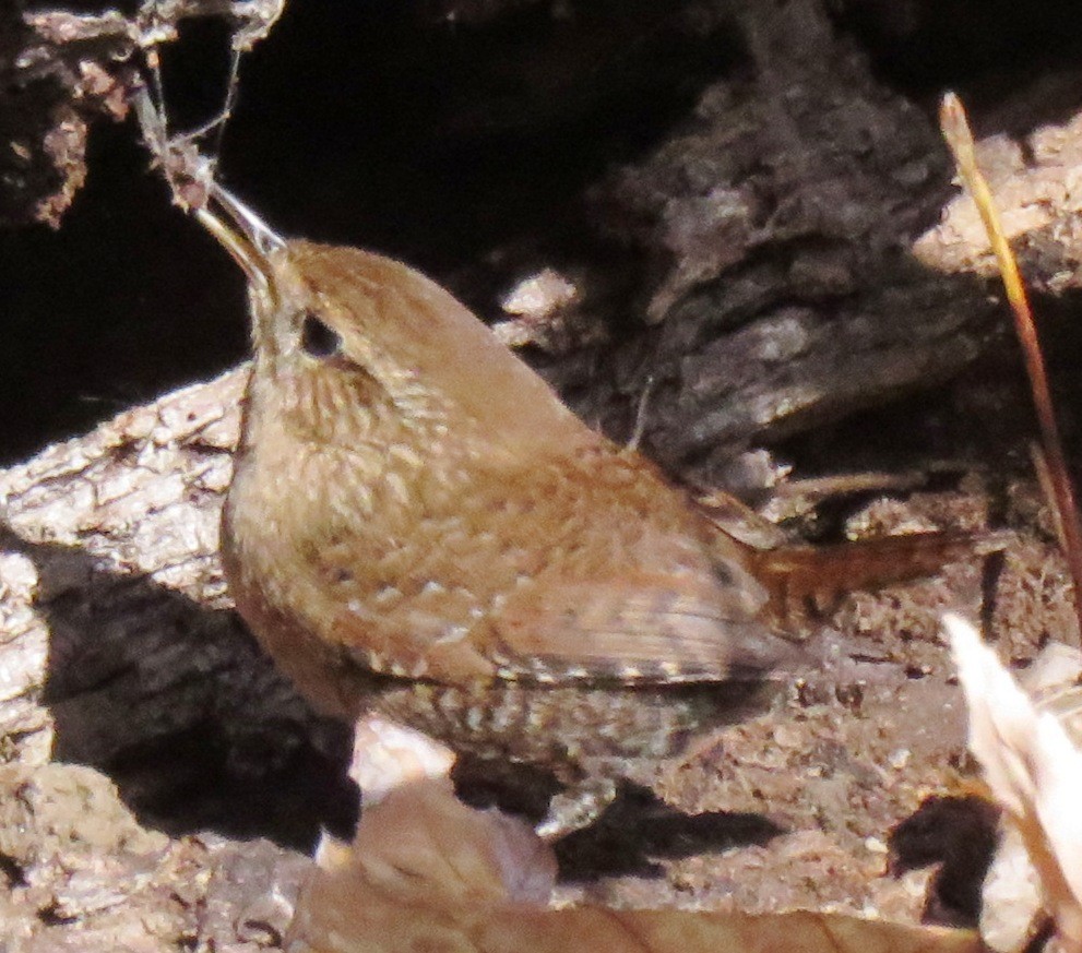 Winter Wren - ML154613141