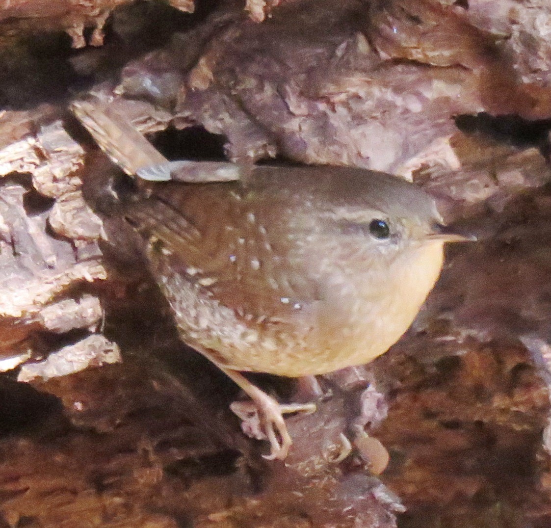 Winter Wren - ML154613151