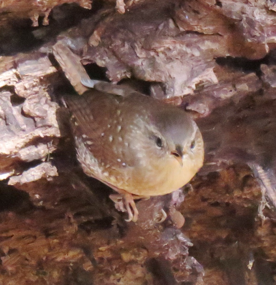 Winter Wren - ML154613161