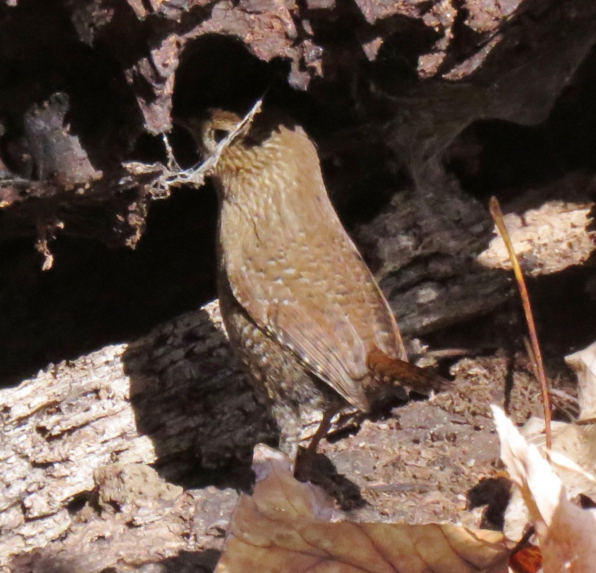 Winter Wren - ML154613181