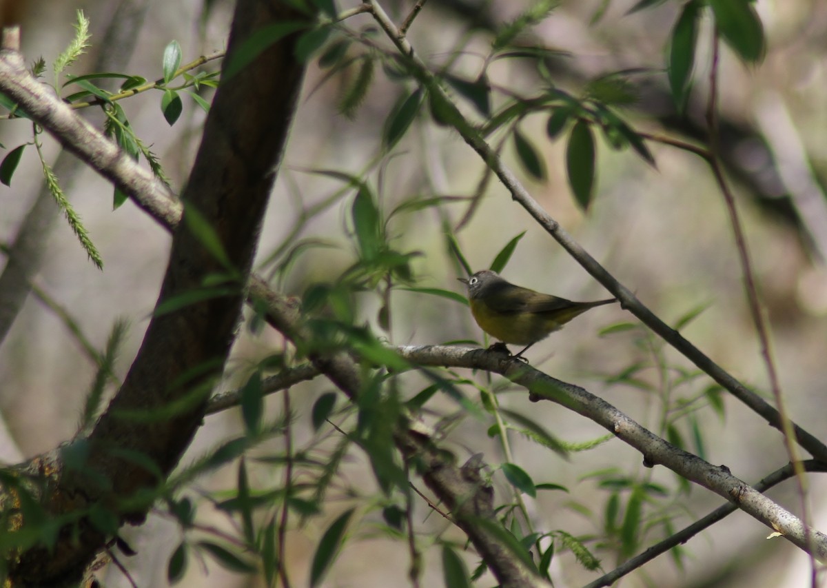 Nashville Warbler - ML154613301