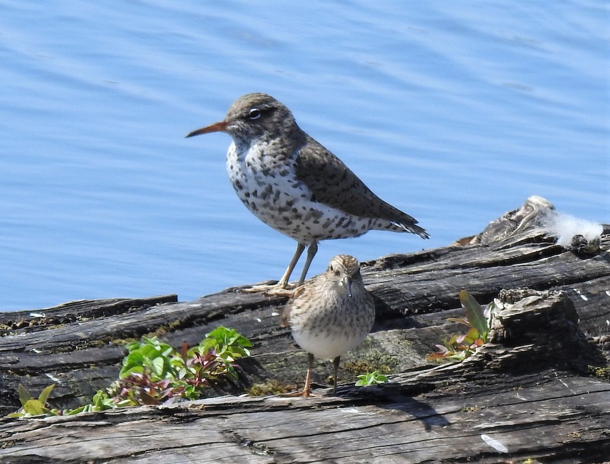 Spotted Sandpiper - ML154614521