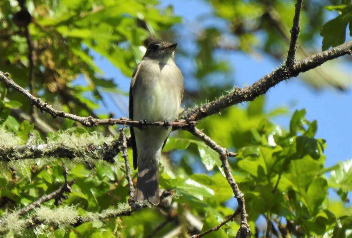 Western Wood-Pewee - ML154615651