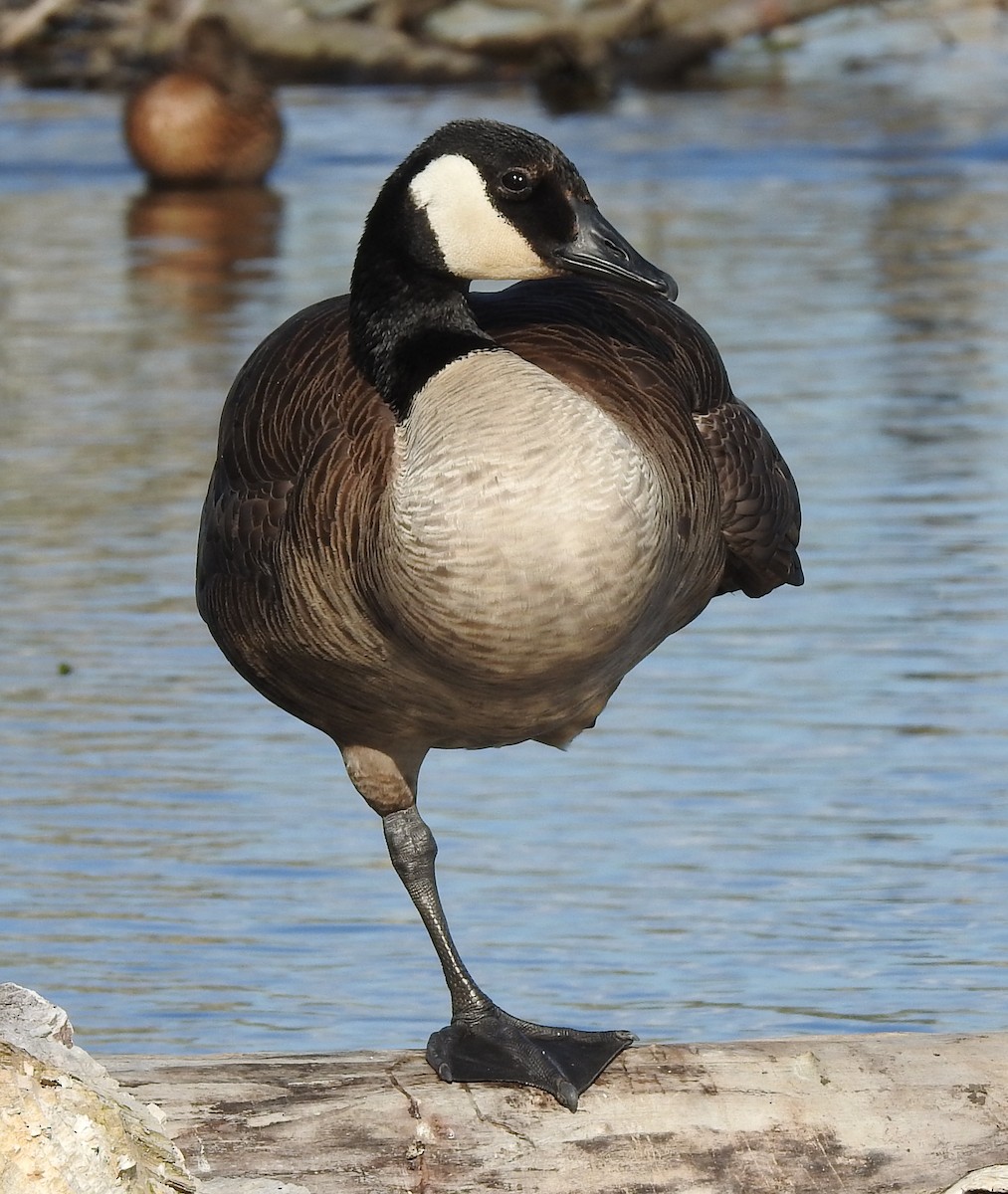 Canada Goose - Holly Becker