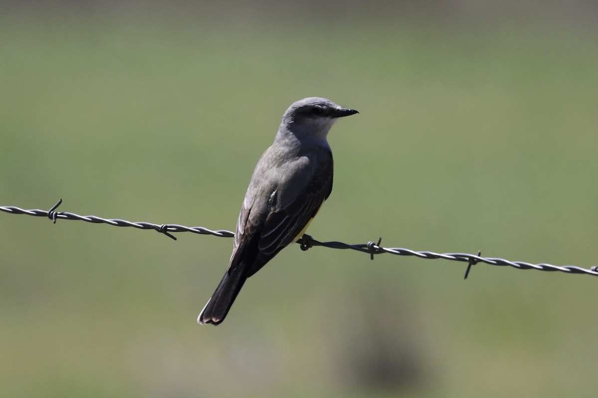 Western Kingbird - ML154618291