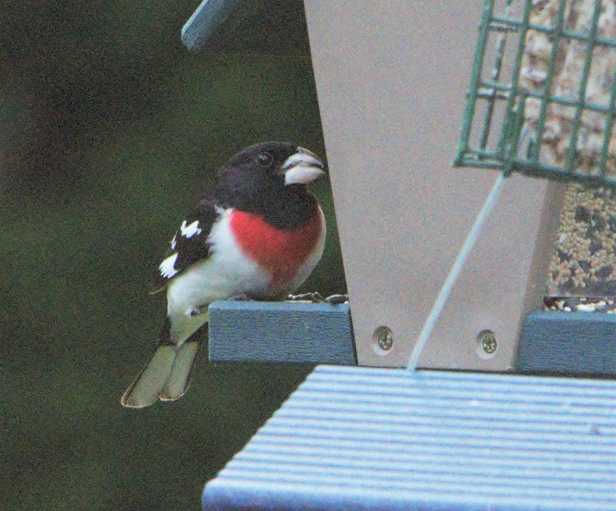 Rose-breasted Grosbeak - ML154618781