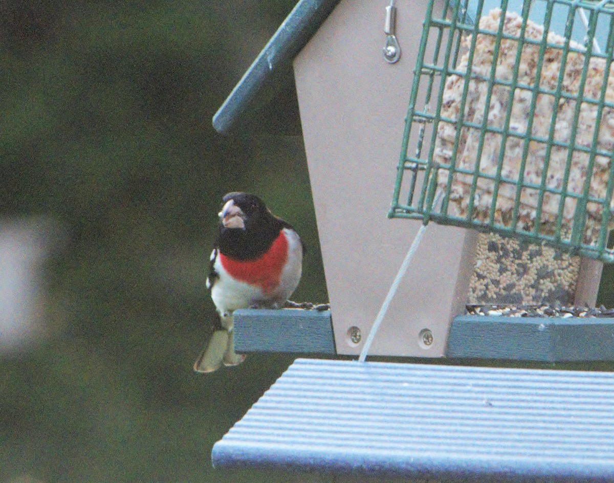Rose-breasted Grosbeak - ML154618801