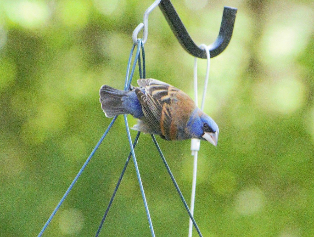 Blue Grosbeak - ML154618891