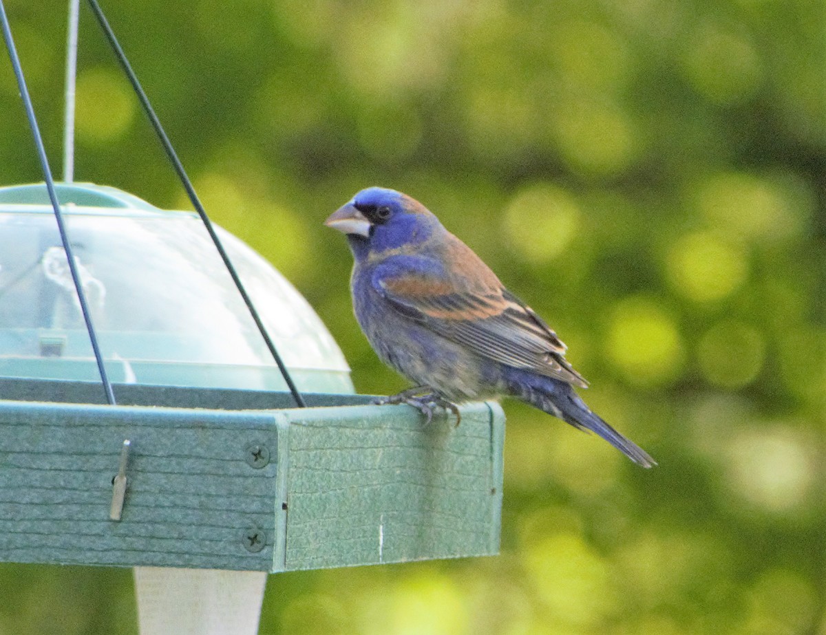 Blue Grosbeak - ML154618911