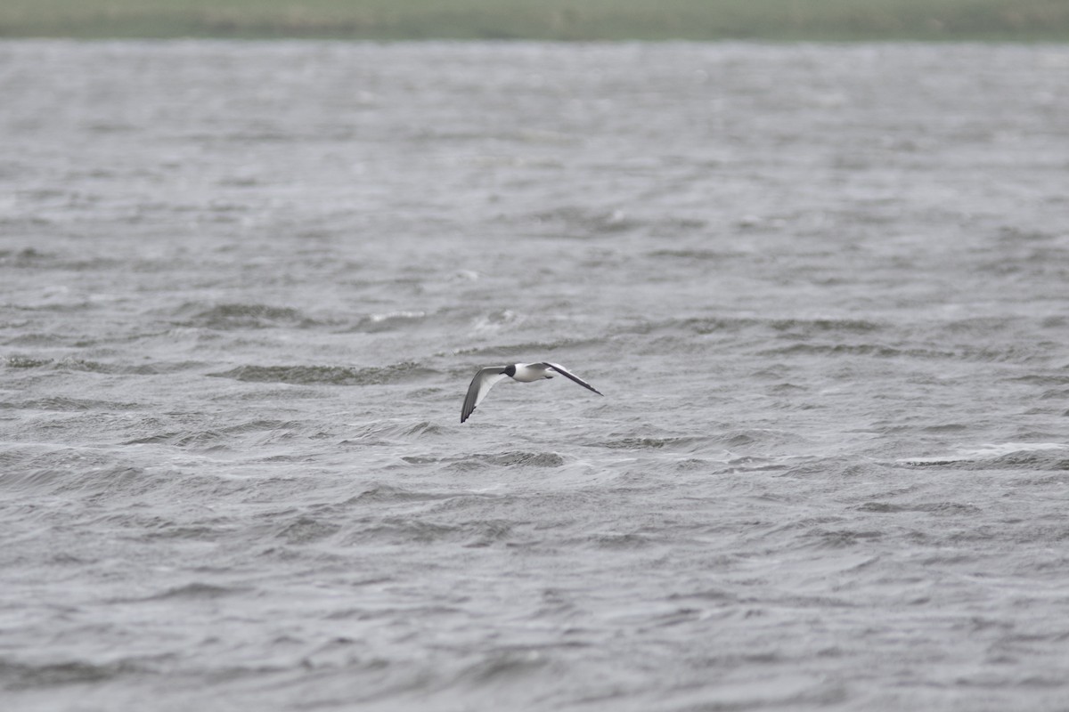 Sabine's Gull - ML154618961