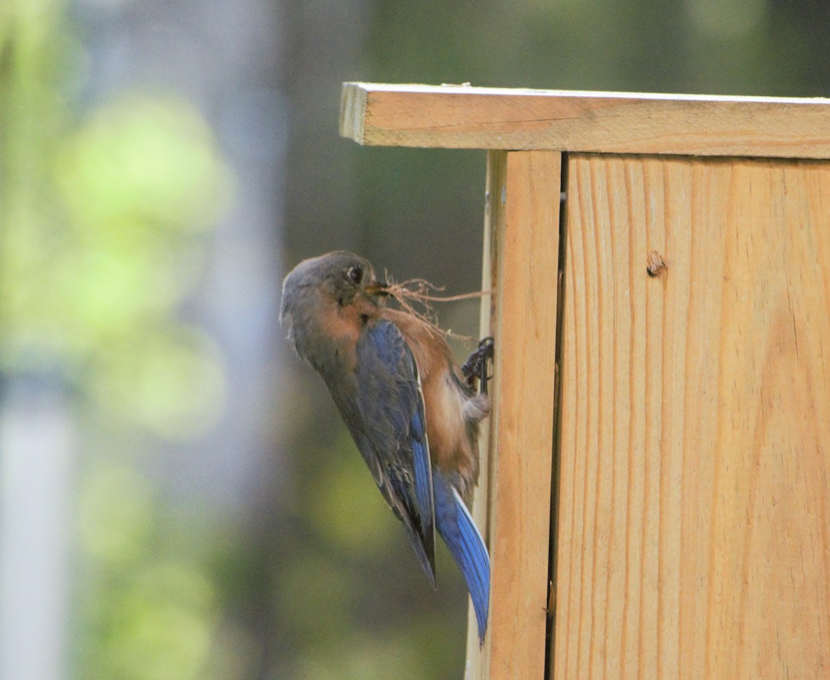Eastern Bluebird - ML154619001