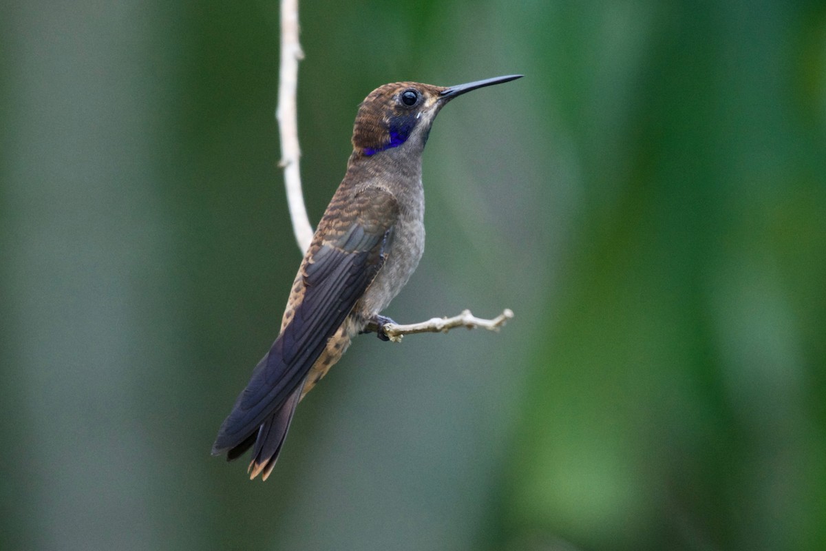 kolibřík fialovouchý - ML154622081