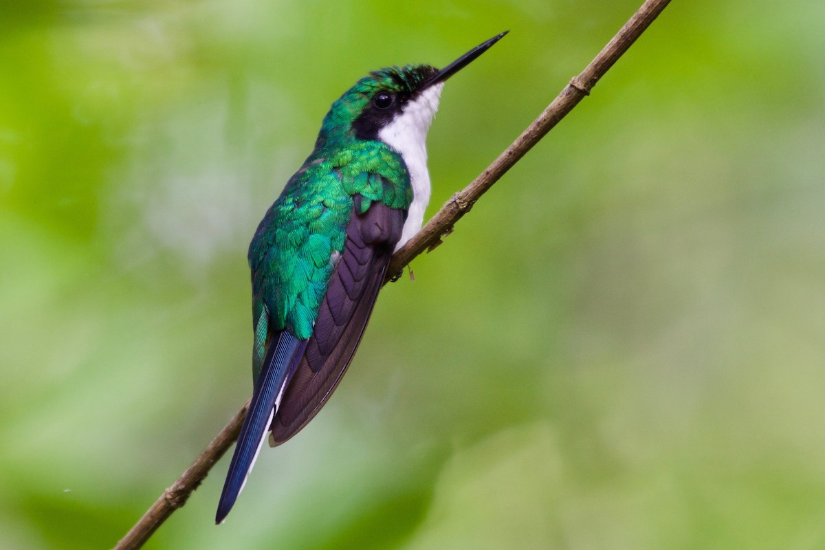 Colibrí Hada Occidental - ML154622131