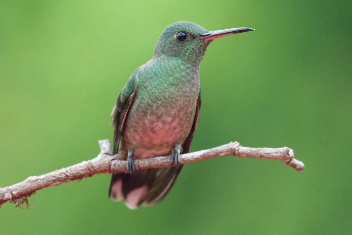 kolibřík skvrnitoprsý - ML154622211
