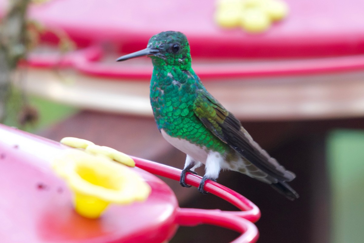 Snowy-bellied Hummingbird - Jan Cubilla