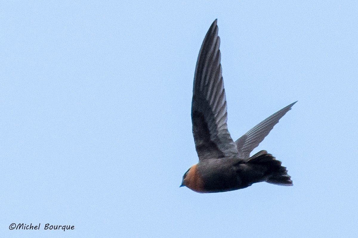 Chestnut-collared Swift - ML154623411