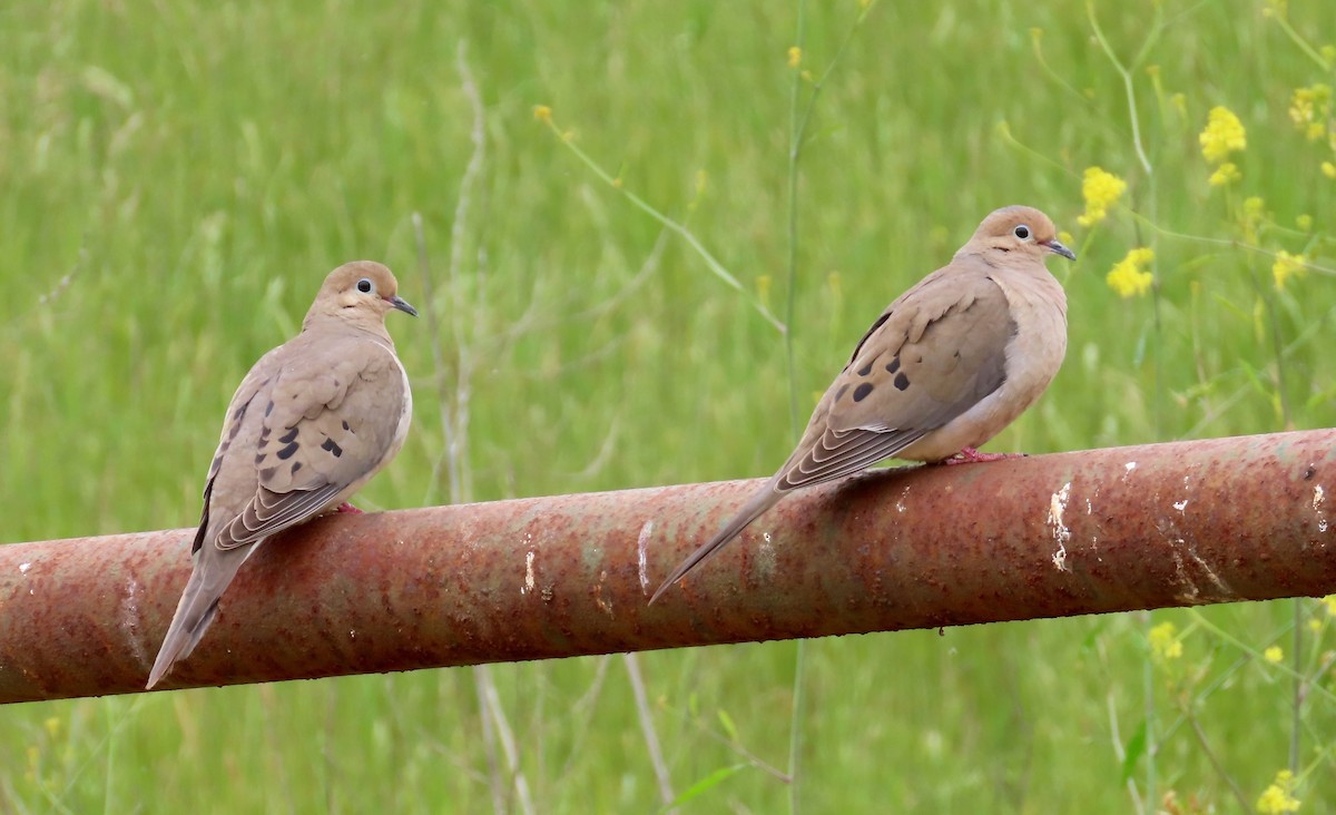 Mourning Dove - ML154624011