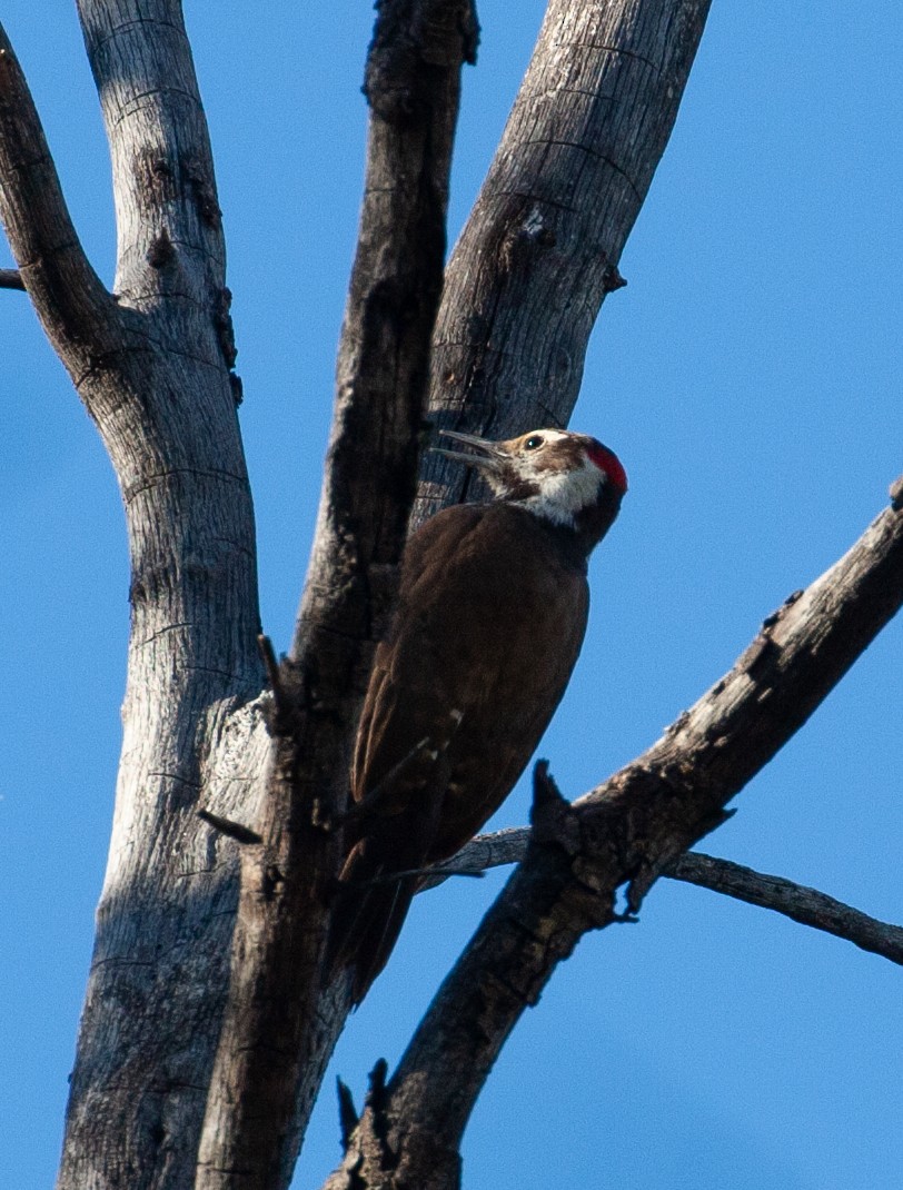 Arizona Woodpecker - ML154624791