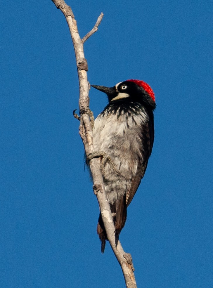 Acorn Woodpecker - ML154624831