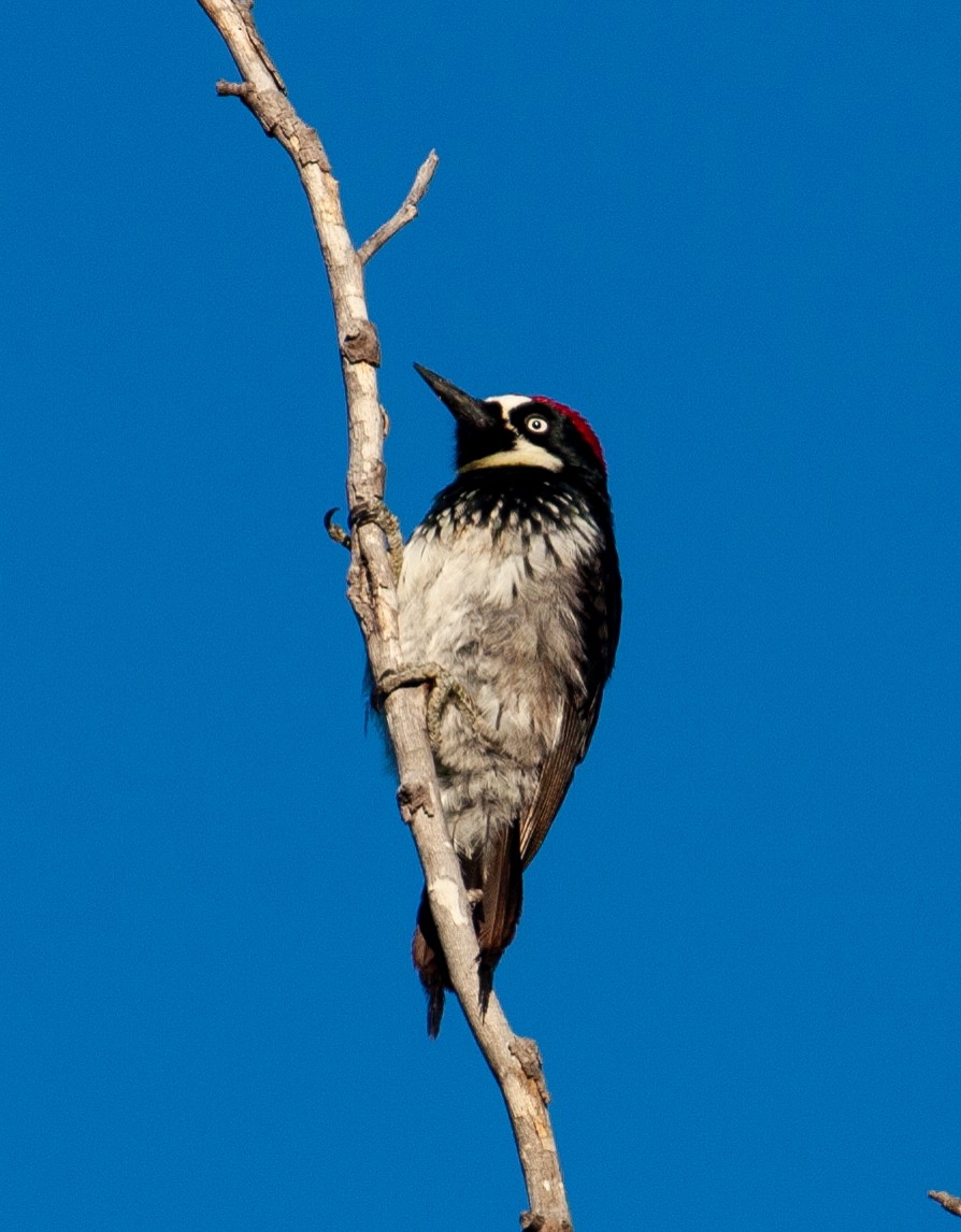 Acorn Woodpecker - ML154624841