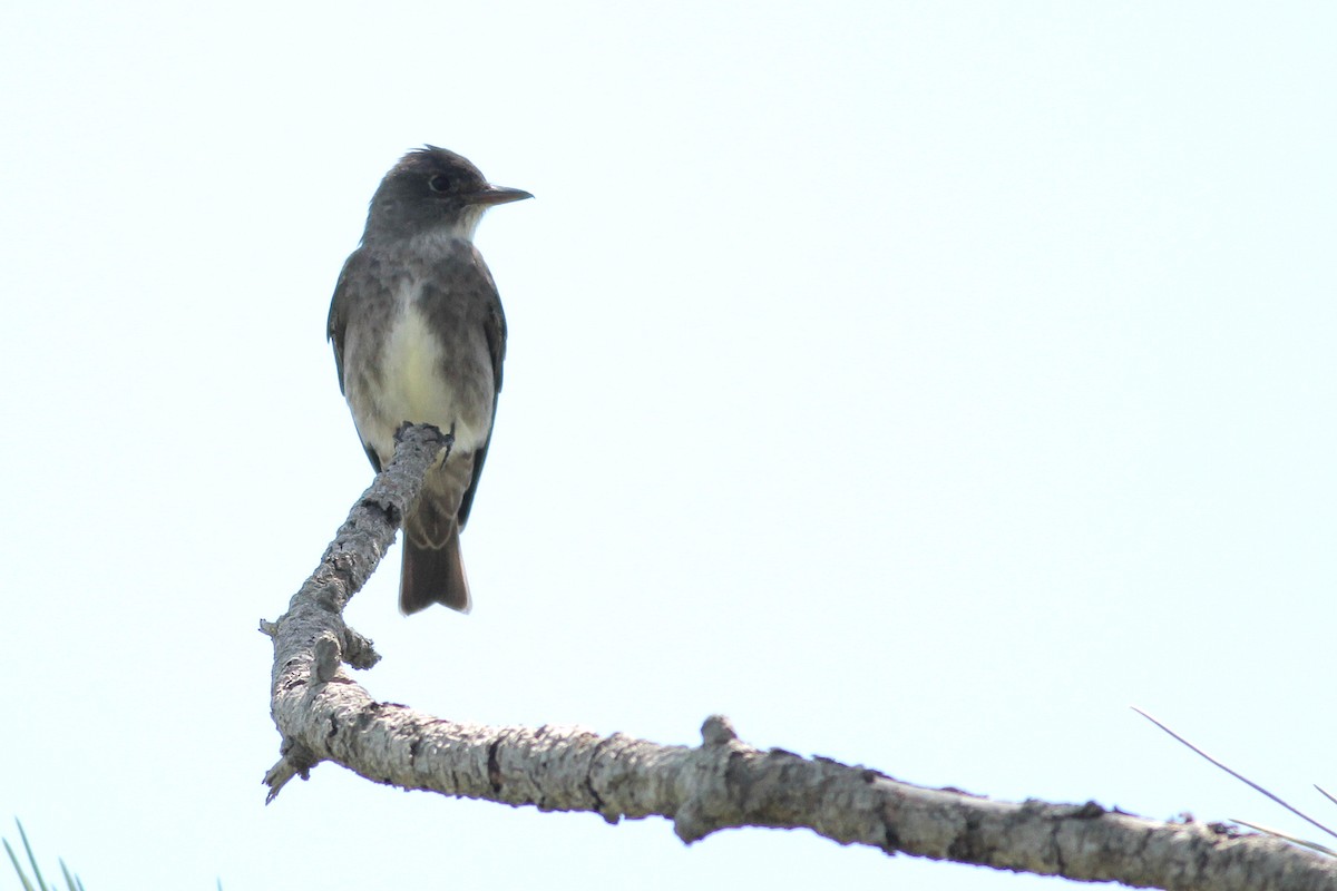 Olive-sided Flycatcher - ML154625601