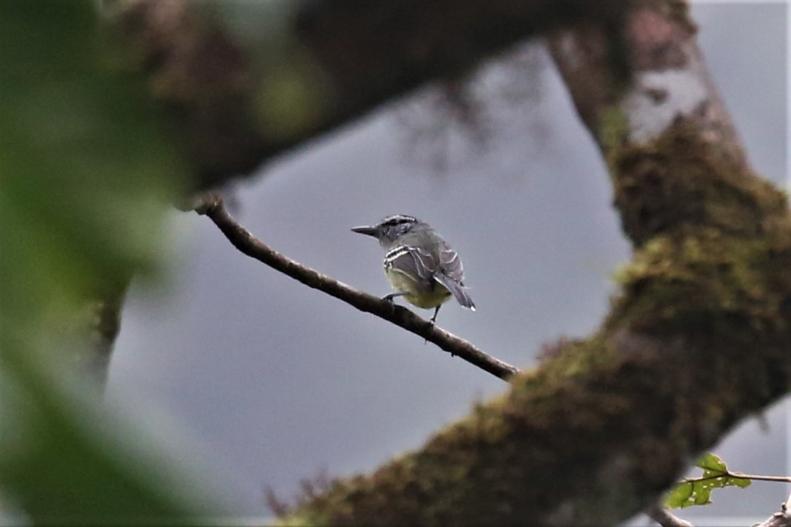 Yellow-breasted Antwren - ML154628101